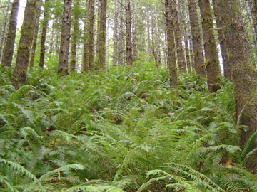 Forest near Drift Creek